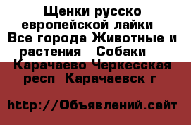 Щенки русско европейской лайки - Все города Животные и растения » Собаки   . Карачаево-Черкесская респ.,Карачаевск г.